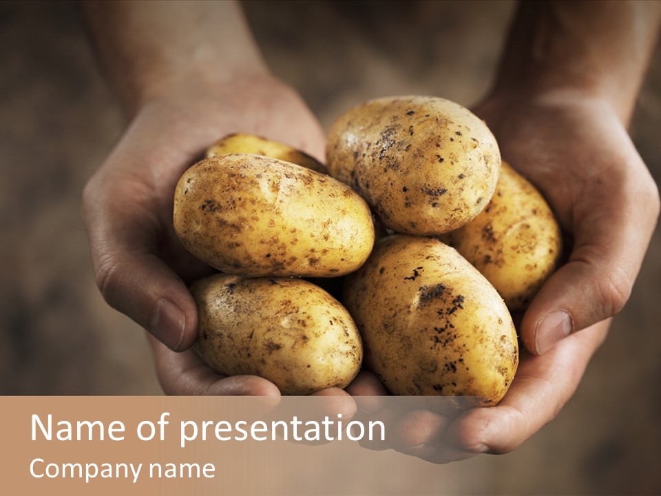 Cupped Unrecognizable Harvest PowerPoint Template