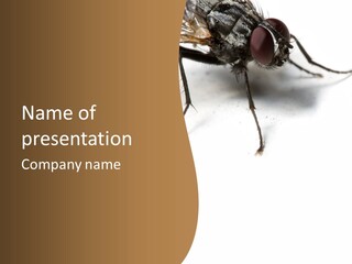 Spray Colorfull Insect PowerPoint Template