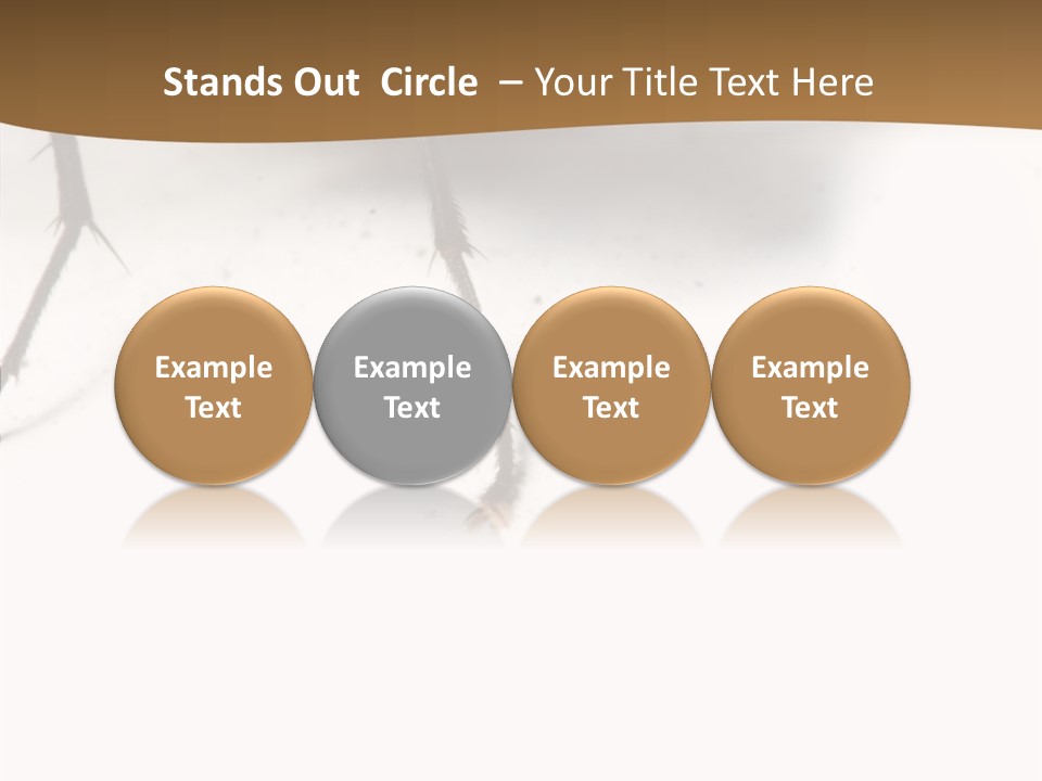 Spray Colorfull Insect PowerPoint Template