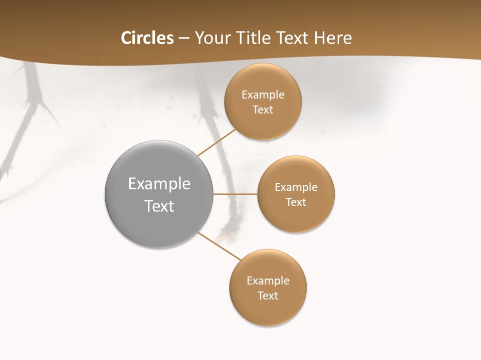 Spray Colorfull Insect PowerPoint Template