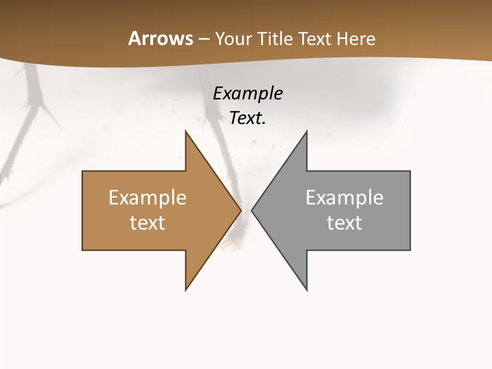 Spray Colorfull Insect PowerPoint Template