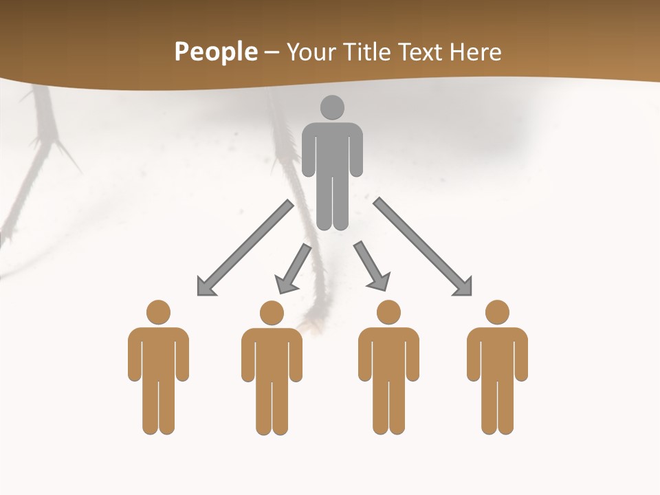 Spray Colorfull Insect PowerPoint Template