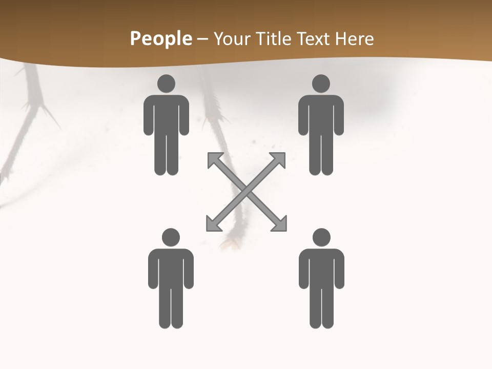 Spray Colorfull Insect PowerPoint Template