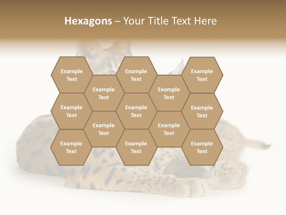 Tenderness Nocturnal Whisker PowerPoint Template