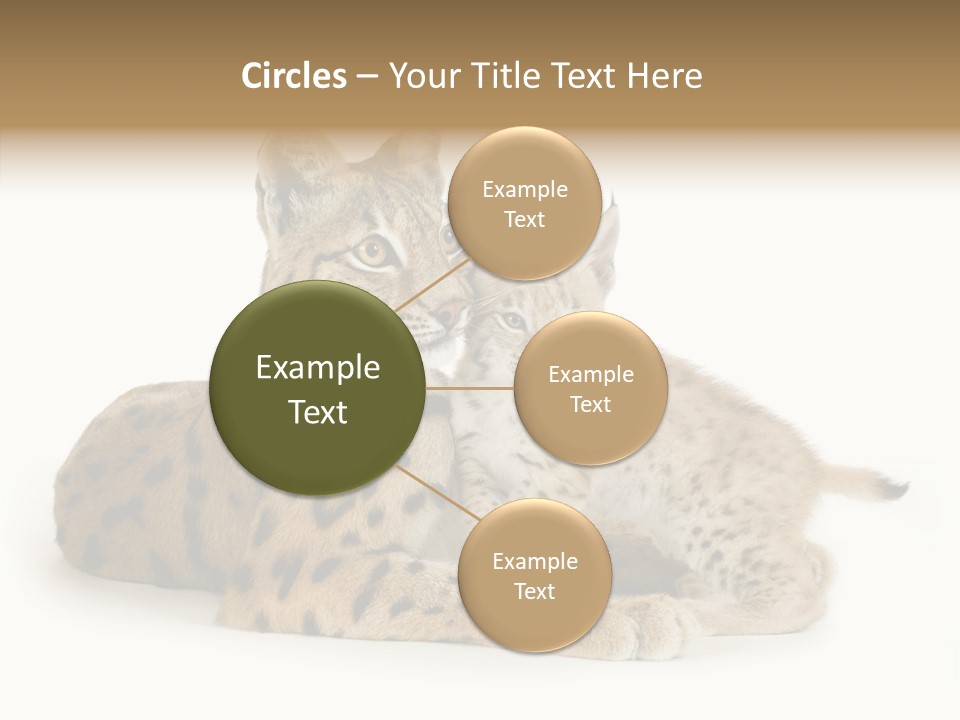 Tenderness Nocturnal Whisker PowerPoint Template