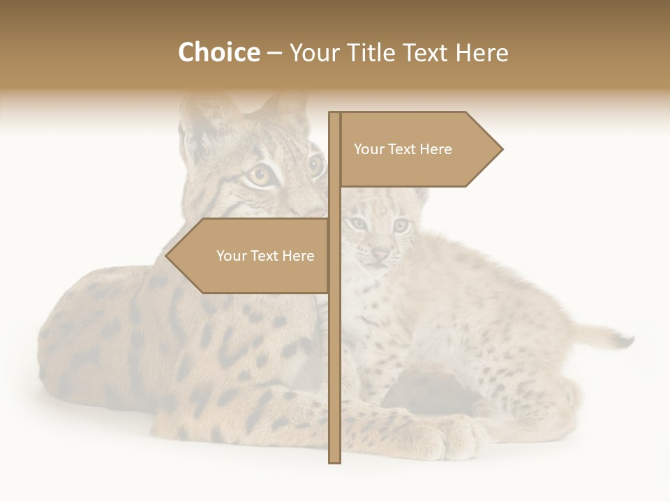 Tenderness Nocturnal Whisker PowerPoint Template