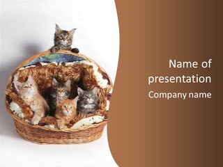 Whisker Breed Cat PowerPoint Template