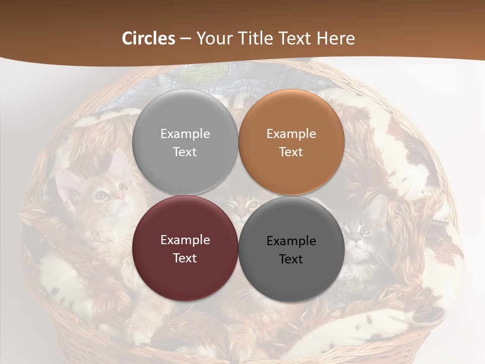 Whisker Breed Cat PowerPoint Template