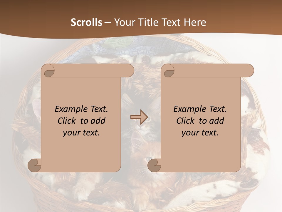 Whisker Breed Cat PowerPoint Template