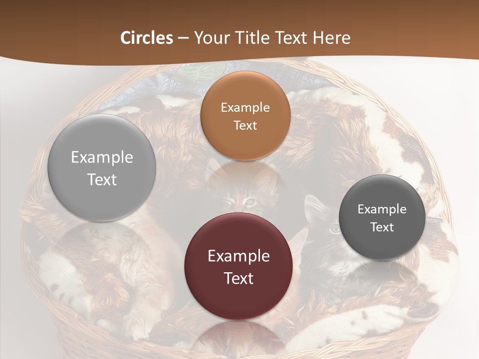 Whisker Breed Cat PowerPoint Template