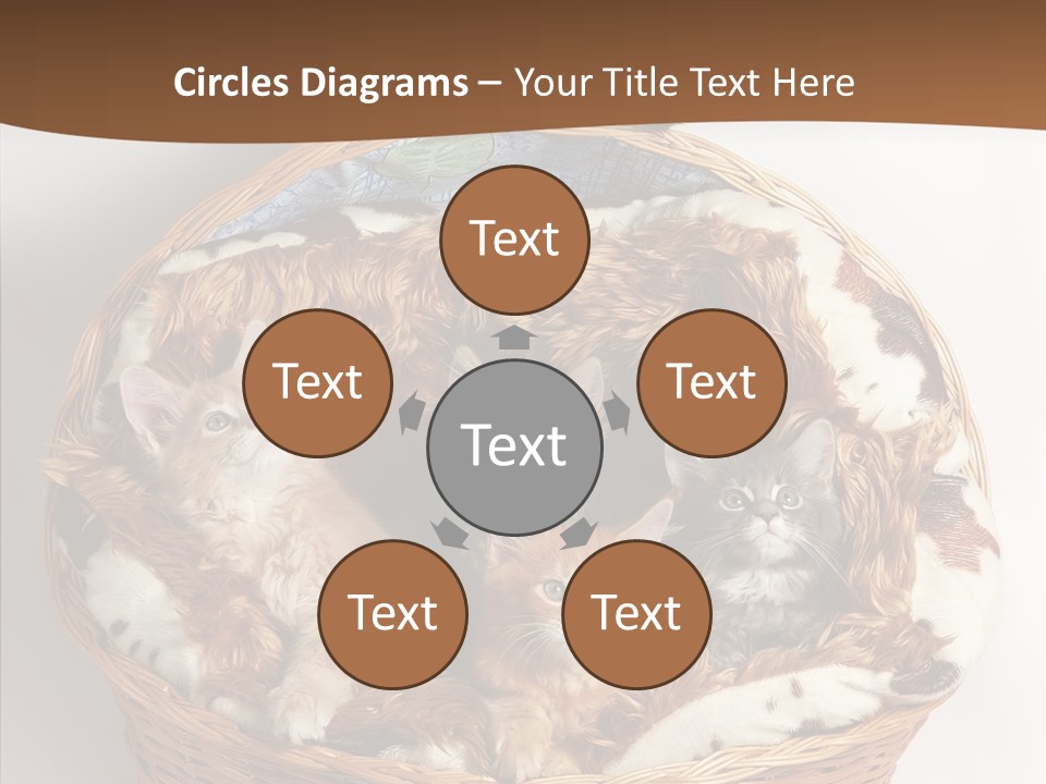 Whisker Breed Cat PowerPoint Template