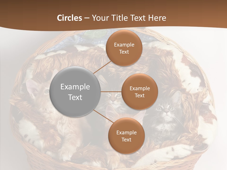 Whisker Breed Cat PowerPoint Template