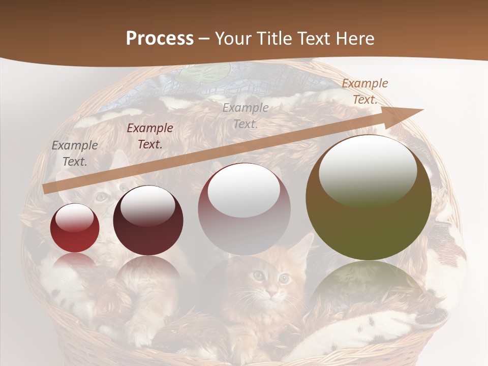 Whisker Breed Cat PowerPoint Template