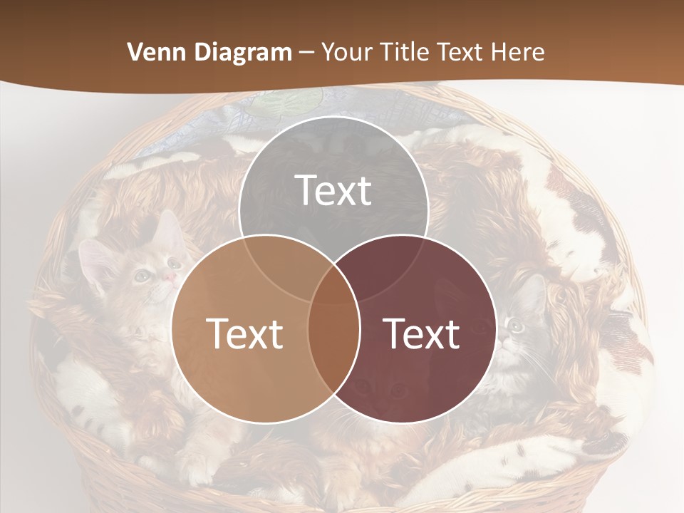 Whisker Breed Cat PowerPoint Template