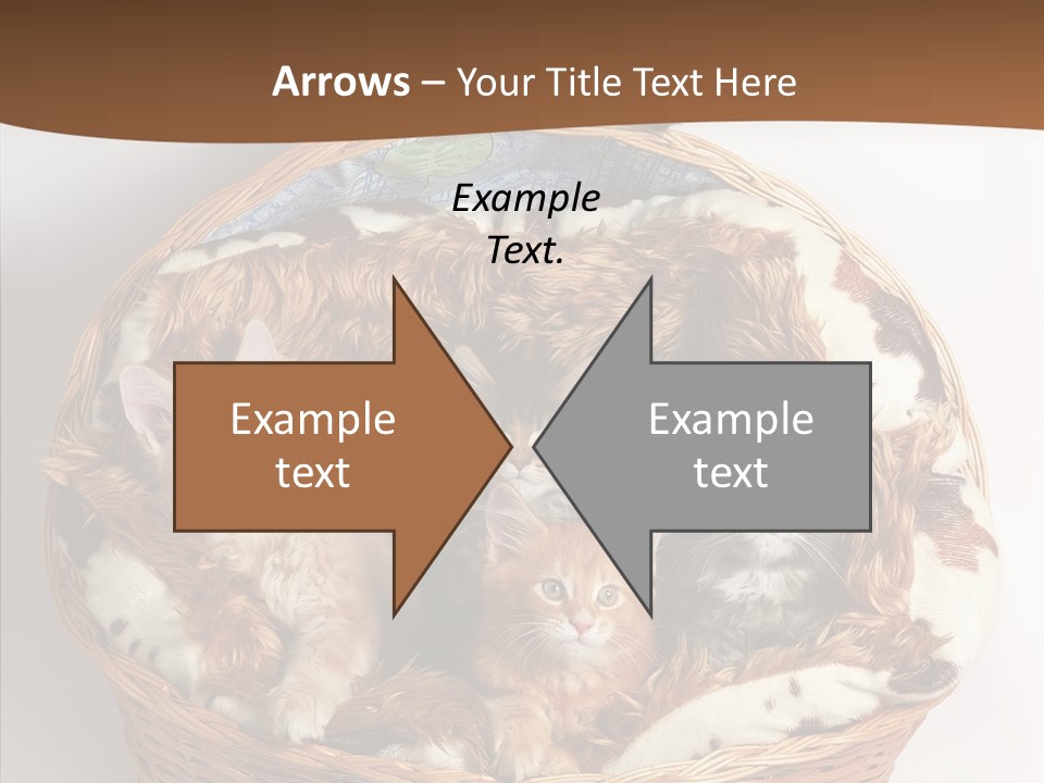 Whisker Breed Cat PowerPoint Template