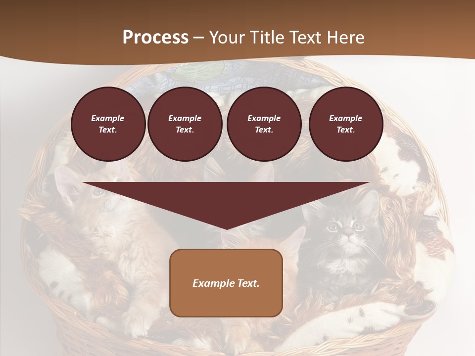 Whisker Breed Cat PowerPoint Template