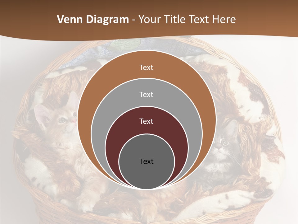 Whisker Breed Cat PowerPoint Template