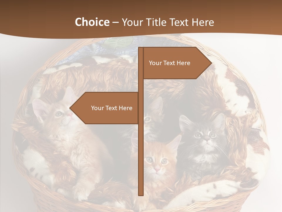 Whisker Breed Cat PowerPoint Template