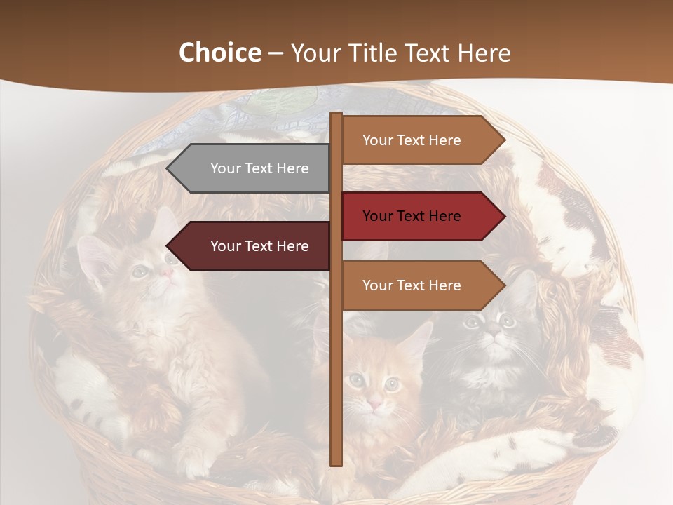 Whisker Breed Cat PowerPoint Template