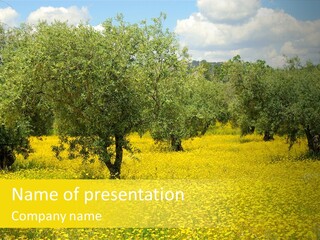 Yellow Olive Flower PowerPoint Template