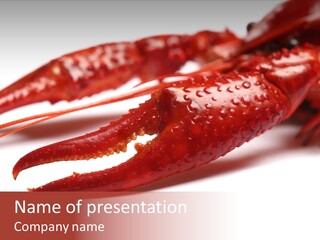 Antenna Photography Seafood PowerPoint Template