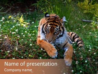 Cat Lying Watchful PowerPoint Template