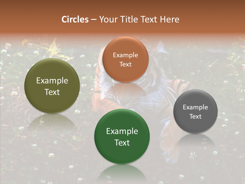 Cat Lying Watchful PowerPoint Template