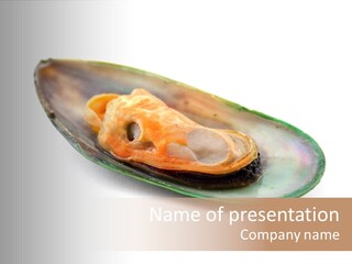 Fish Shellfish Seafood PowerPoint Template