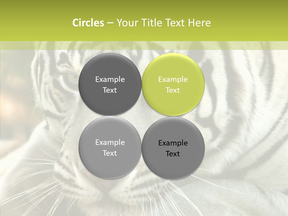 White Cat Exotic PowerPoint Template