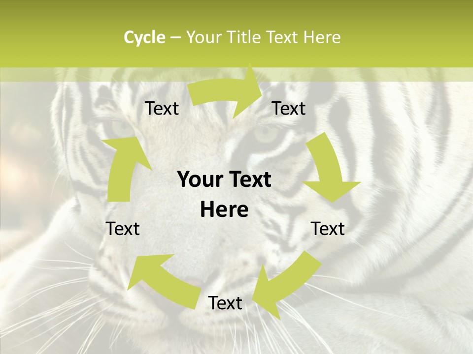 White Cat Exotic PowerPoint Template