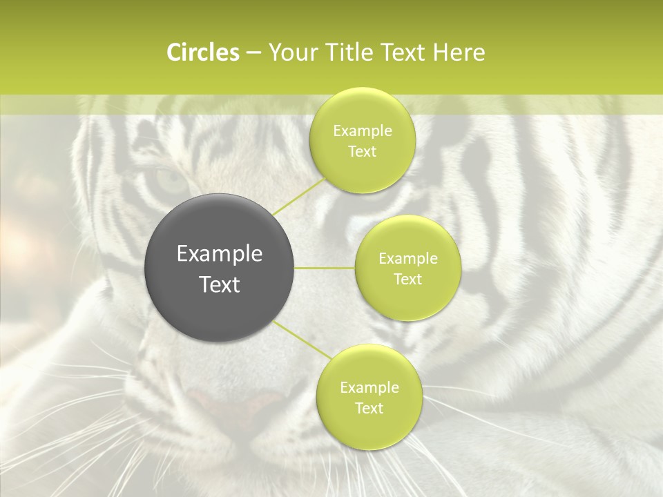 White Cat Exotic PowerPoint Template
