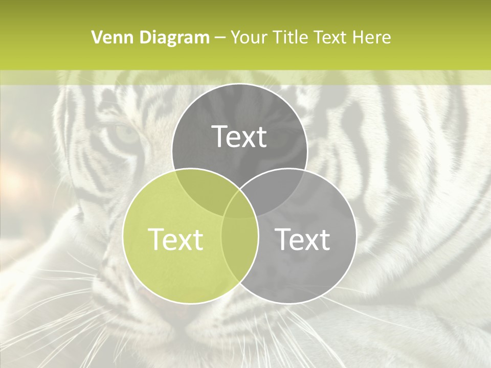 White Cat Exotic PowerPoint Template