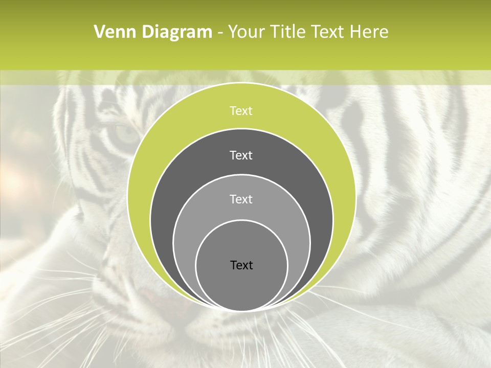 White Cat Exotic PowerPoint Template