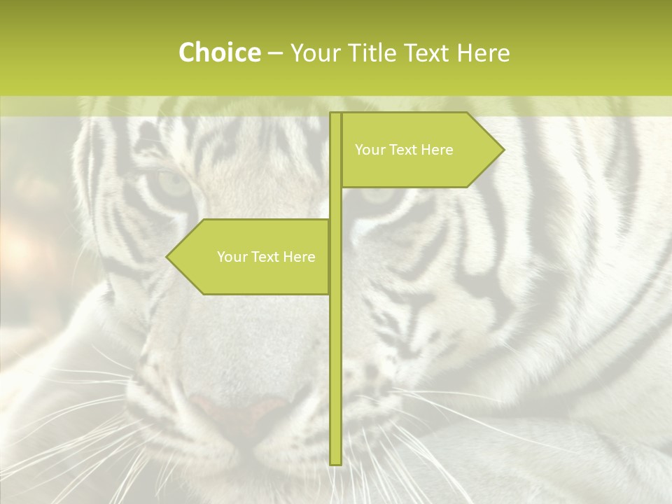 White Cat Exotic PowerPoint Template