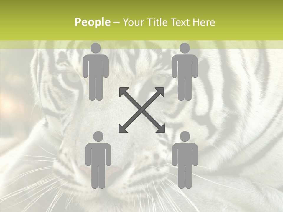 White Cat Exotic PowerPoint Template