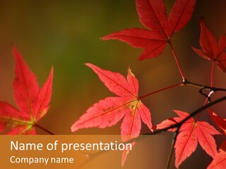 Background Red Transparent PowerPoint Template