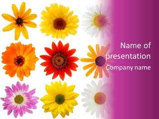 Flower Vivid Pink PowerPoint Template