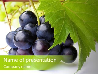 Wineyard Agriculture Close Up PowerPoint Template