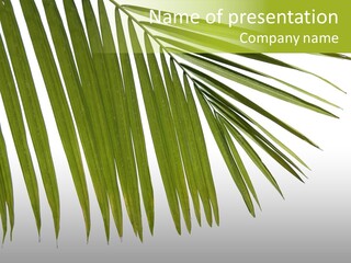 Botanist Details Sunlight PowerPoint Template