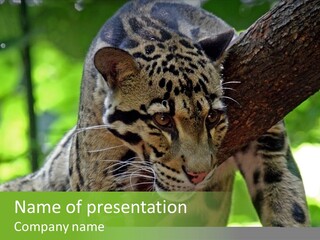 Cat Whiskers Wildlife PowerPoint Template