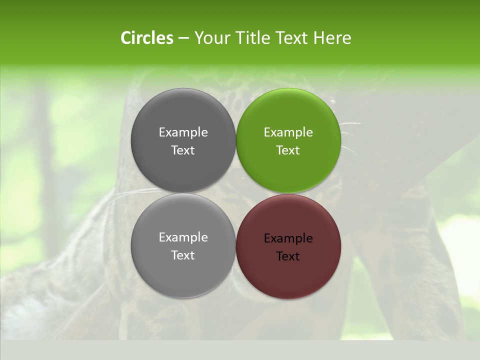 Cat Whiskers Wildlife PowerPoint Template