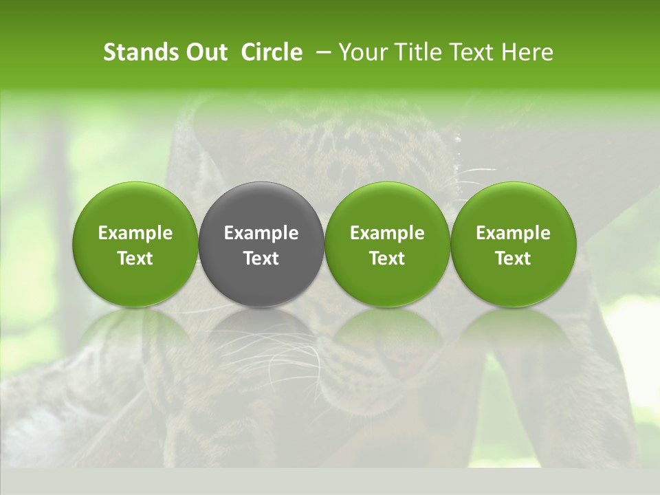 Cat Whiskers Wildlife PowerPoint Template