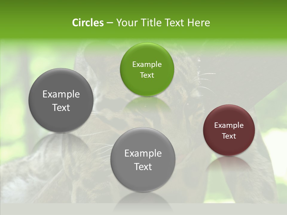 Cat Whiskers Wildlife PowerPoint Template