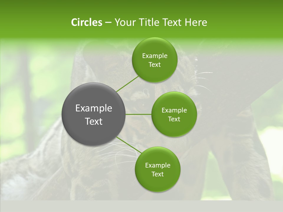 Cat Whiskers Wildlife PowerPoint Template