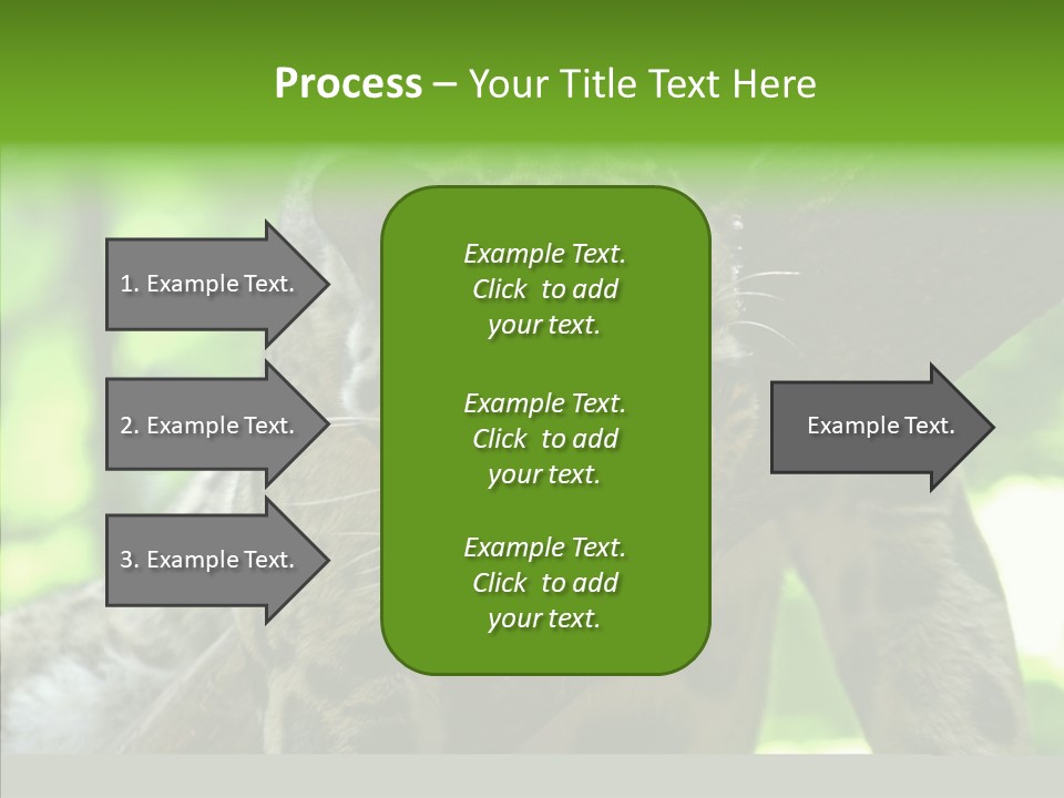 Cat Whiskers Wildlife PowerPoint Template