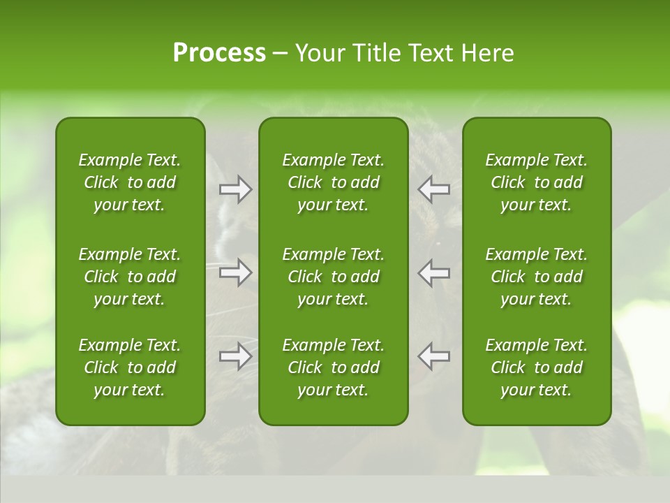 Cat Whiskers Wildlife PowerPoint Template