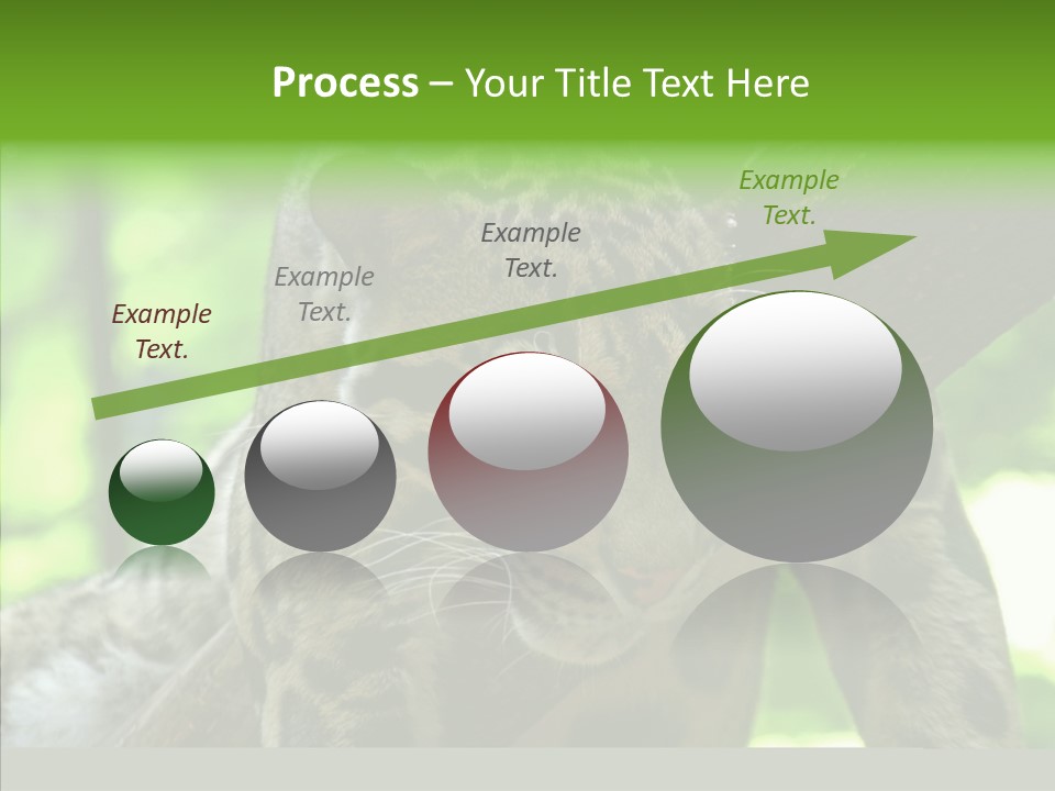 Cat Whiskers Wildlife PowerPoint Template