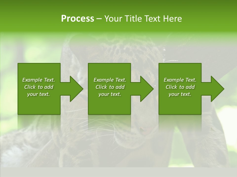 Cat Whiskers Wildlife PowerPoint Template