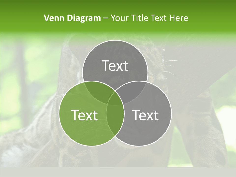 Cat Whiskers Wildlife PowerPoint Template