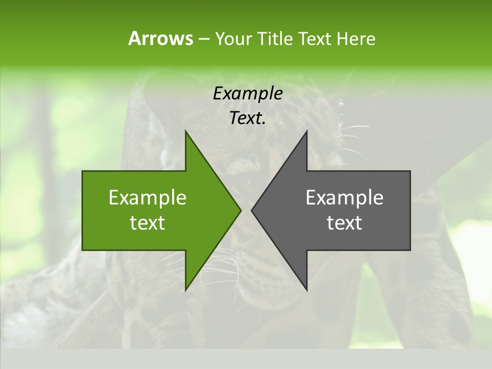 Cat Whiskers Wildlife PowerPoint Template